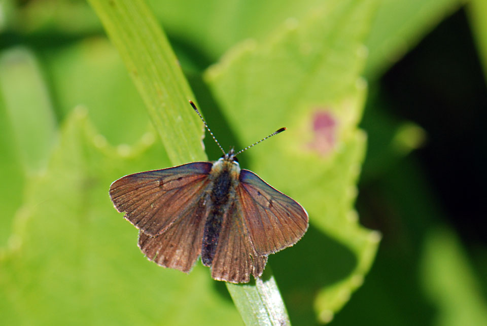 Lycaena tityrus?